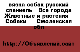 вязка собак русский спаниель - Все города Животные и растения » Собаки   . Смоленская обл.